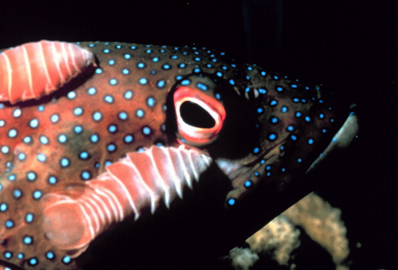 Grouper {!--바리류-->; DISPLAY FULL IMAGE.