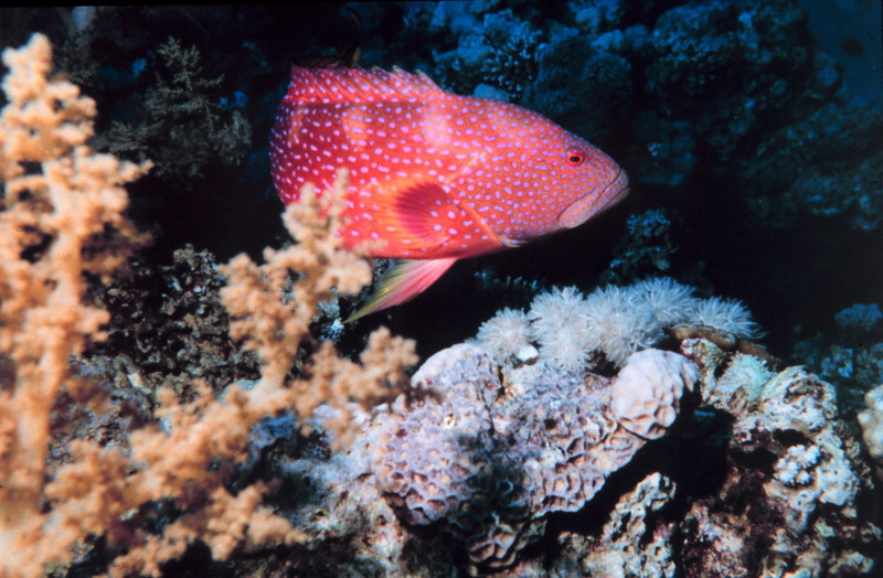 coral hind (Cephalopholis miniata); DISPLAY FULL IMAGE.