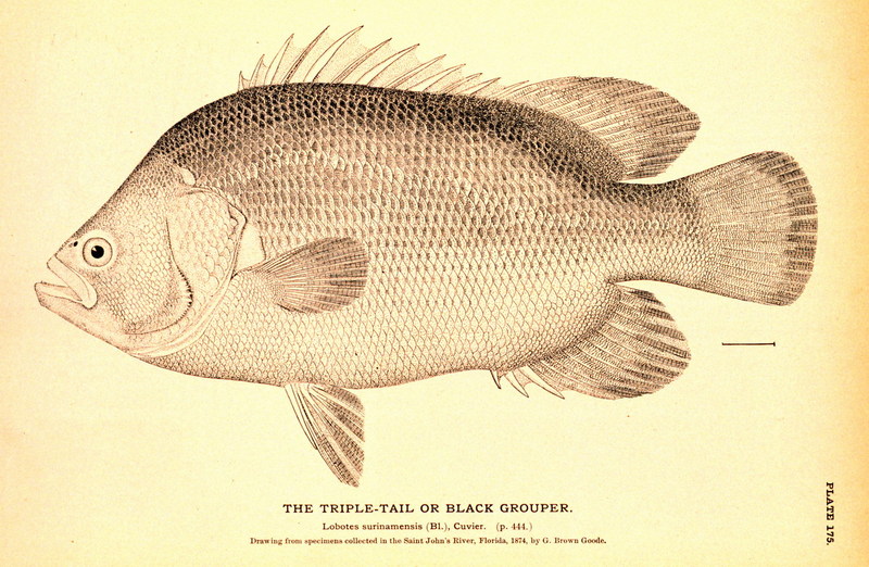 Atlantic Tripletail (Lobotes surinamensis) {!--바리류-->; DISPLAY FULL IMAGE.