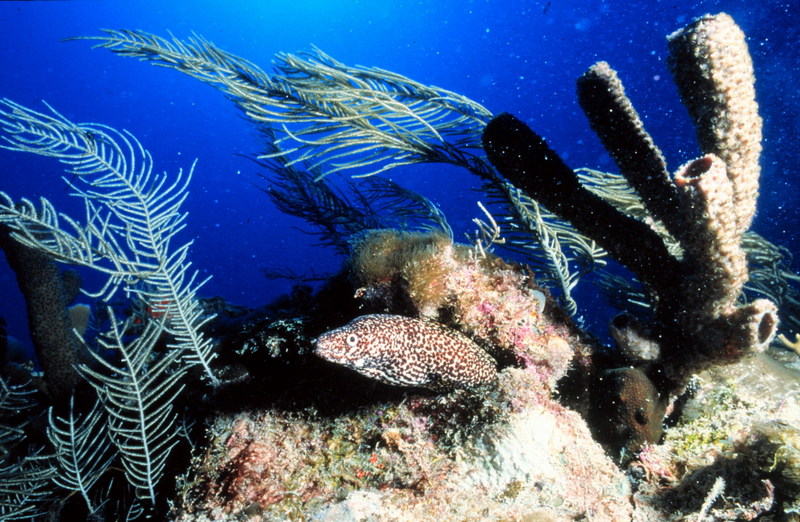 Spotted Moray Eel (Gymnothorax moringa) {!--점박이곰치-->; DISPLAY FULL IMAGE.