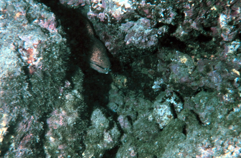 Yellow-edged Moray Eel (Gymnothorax flavimarginatus) {!--노란테곰치-->; DISPLAY FULL IMAGE.