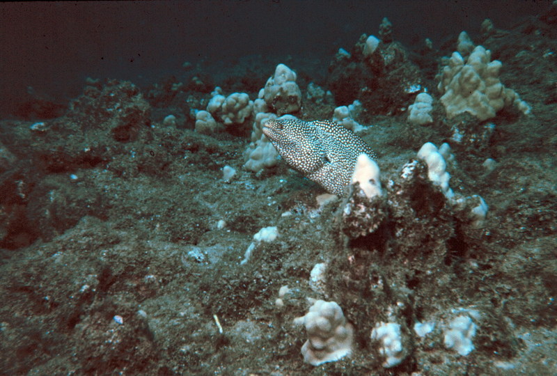 Turkey Moray Eel (Gymnothorax meleagris) {!--흰입곰치-->; DISPLAY FULL IMAGE.