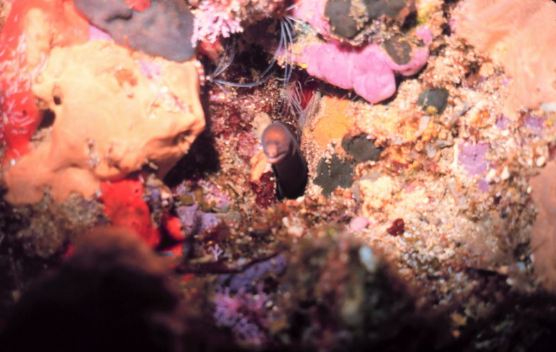 Mulatto Conger Moray Eel (Enchelycore nigricans) {!--뱀곰치-->; DISPLAY FULL IMAGE.