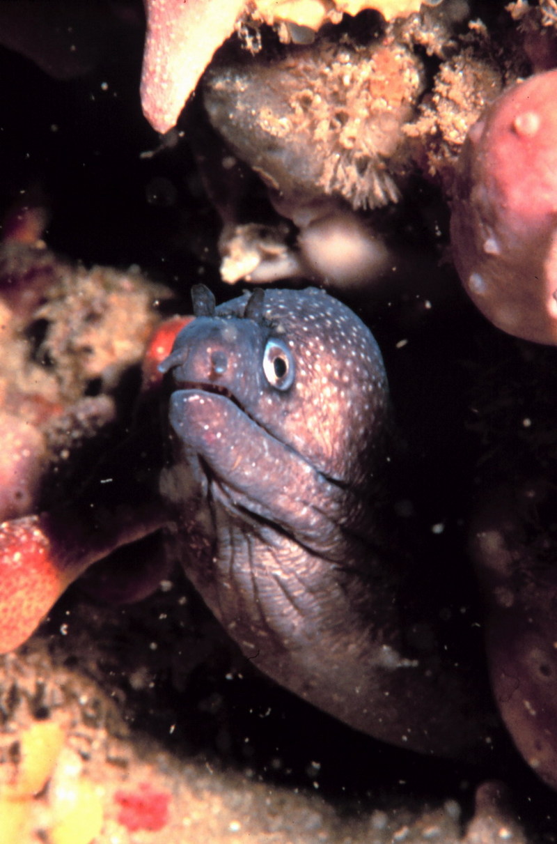Polygon Moray Eel (Gymnothorax polygonius) {!--그물곰치-->; DISPLAY FULL IMAGE.
