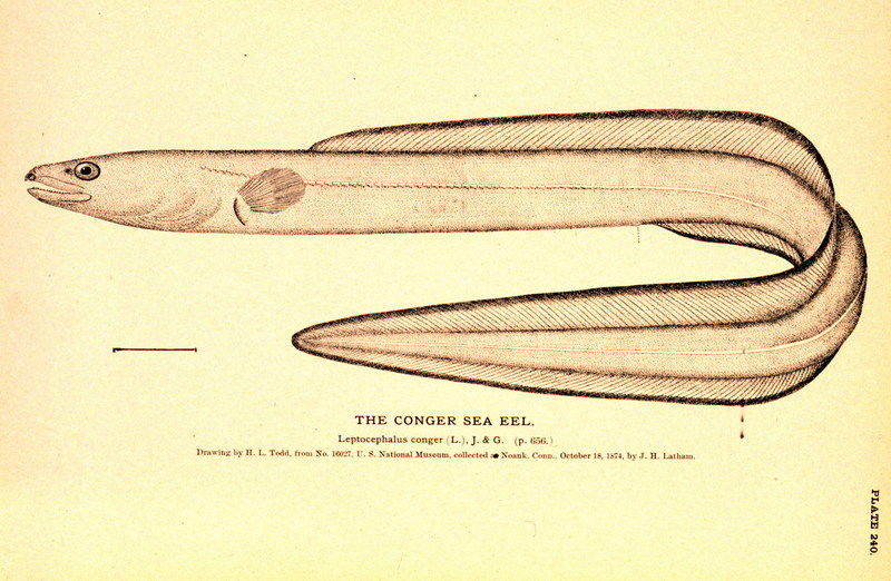 European conger (Conger conger) {!--붕장어-->; DISPLAY FULL IMAGE.