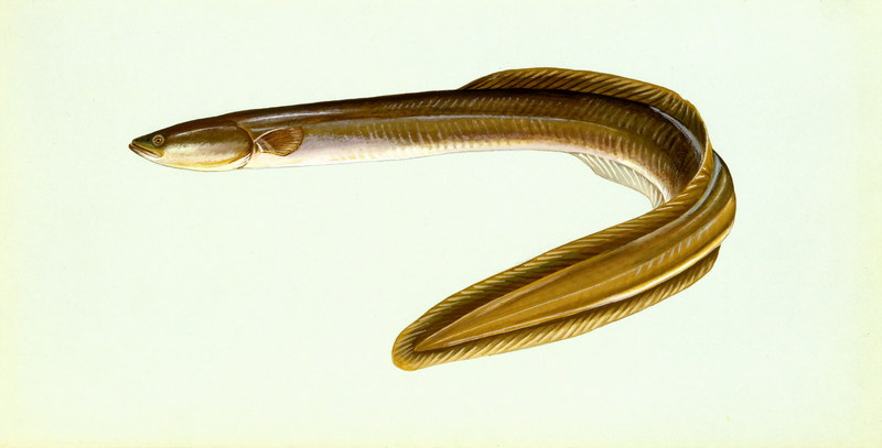 American Eel (Anguilla rostrata) {!--북아메리카뱀장어-->; DISPLAY FULL IMAGE.