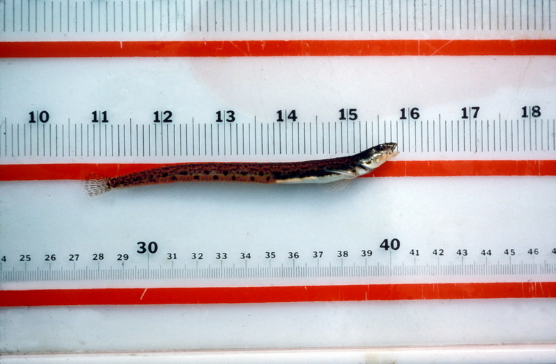 American Eel (Anguilla rostrata) {!--북아메리카뱀장어-->; DISPLAY FULL IMAGE.