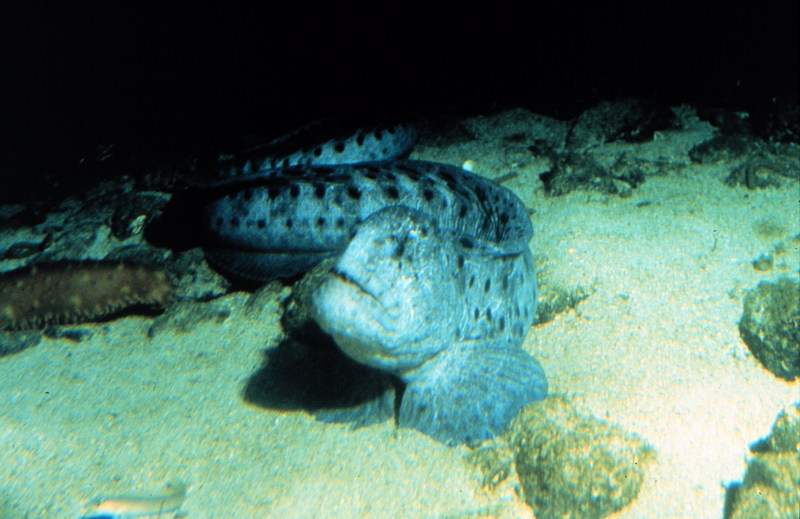 Wolf-eel (Anarrhichthys ocellatus) {!--늑대장어(뱀장어이리치)-->; DISPLAY FULL IMAGE.