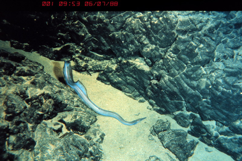 Duckbill Eel (Nettastoma sp.) {!--늘보장어류-->; DISPLAY FULL IMAGE.