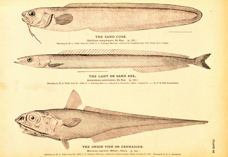 Sand Cusk / Sand Eel / Grenadier; DISPLAY FULL IMAGE.