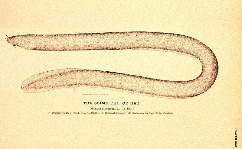 Atlantic Hagfish (Myxine glutinosa) {!--대서양먹장어-->; DISPLAY FULL IMAGE.