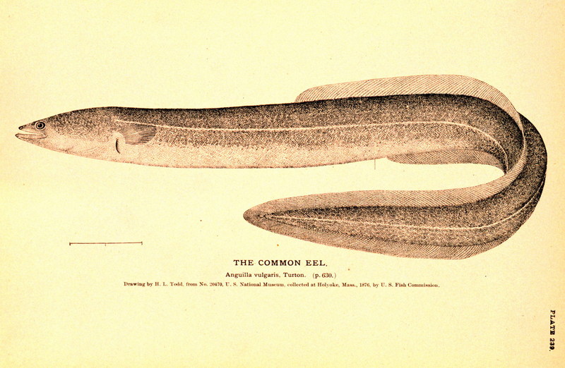 European Eel (Anguilla anguilla) {!--유럽뱀장어-->; DISPLAY FULL IMAGE.