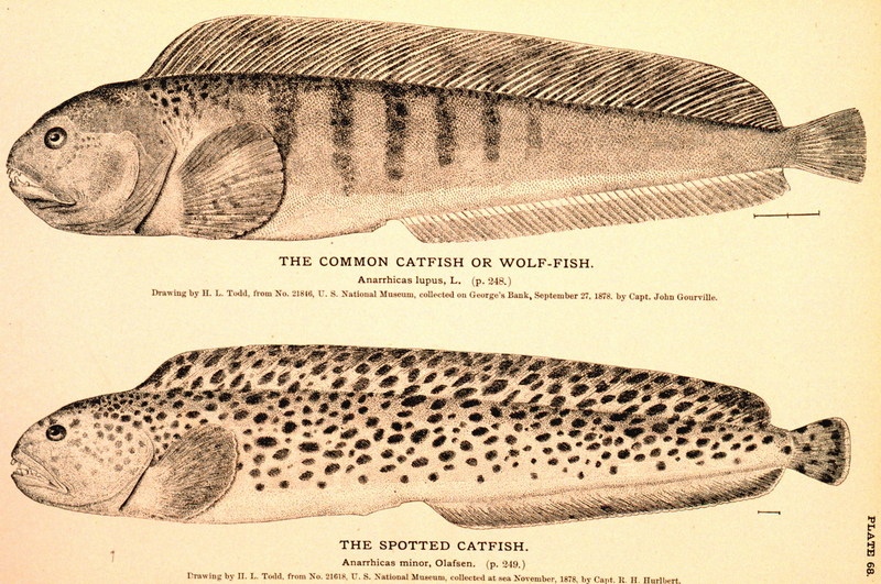 Common Catfish {!--북대서양이리치--> / Spotted Catfish {!--점박이이리치-->; DISPLAY FULL IMAGE.