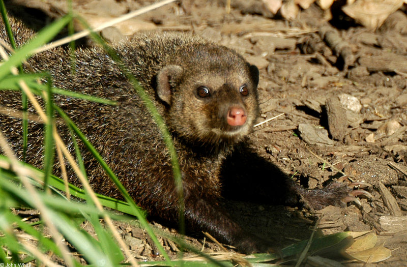 Cusimanse (Crossarchus obscurus); DISPLAY FULL IMAGE.