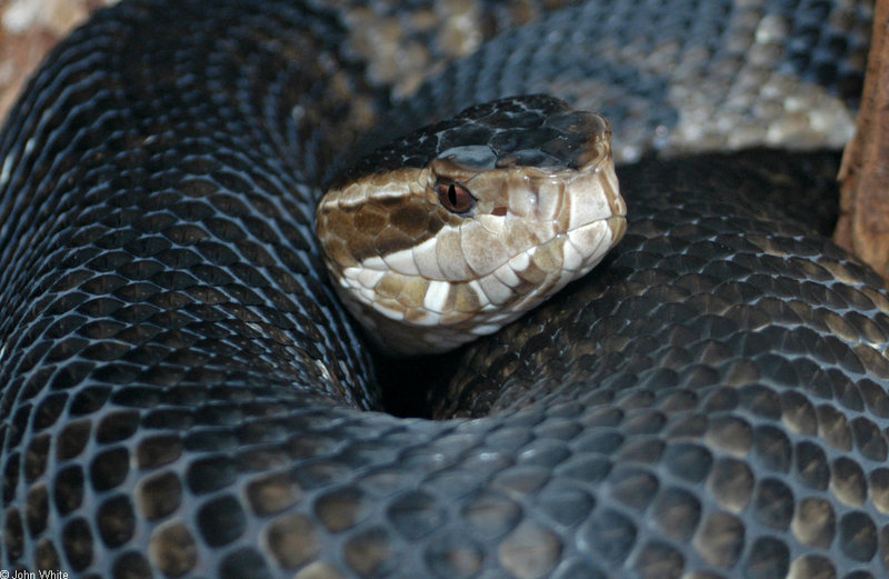 Eastern Cottonmouth (Agkistrodon piscivorus piscivorus); DISPLAY FULL IMAGE.