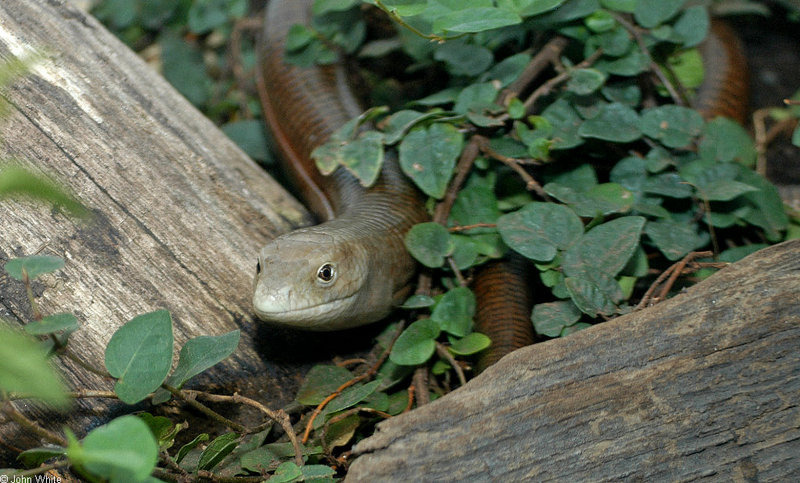 European glass lizard (Ophisaurus apodus); DISPLAY FULL IMAGE.