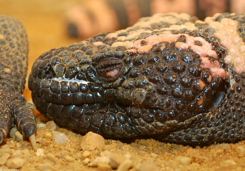 Gila Monster (Heloderma suspectum); DISPLAY FULL IMAGE.