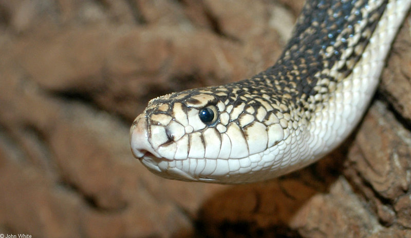 Northern Pine Snake (Pituophis melanoleucus); DISPLAY FULL IMAGE.