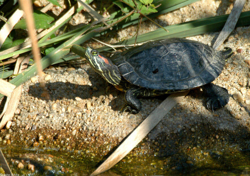 Red-eared Slider (Trachemys scripta elegans); DISPLAY FULL IMAGE.