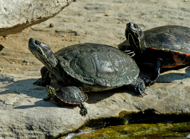 Turtles (Trachemys scripta spp.); DISPLAY FULL IMAGE.