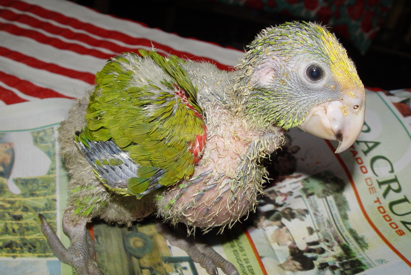Double head amazone four weeks old.; DISPLAY FULL IMAGE.