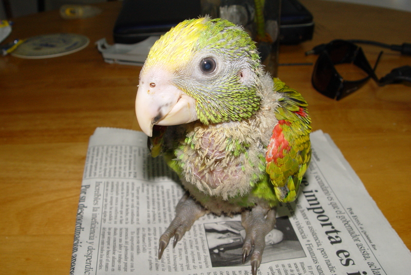 Double head amazone four weeks old.; DISPLAY FULL IMAGE.
