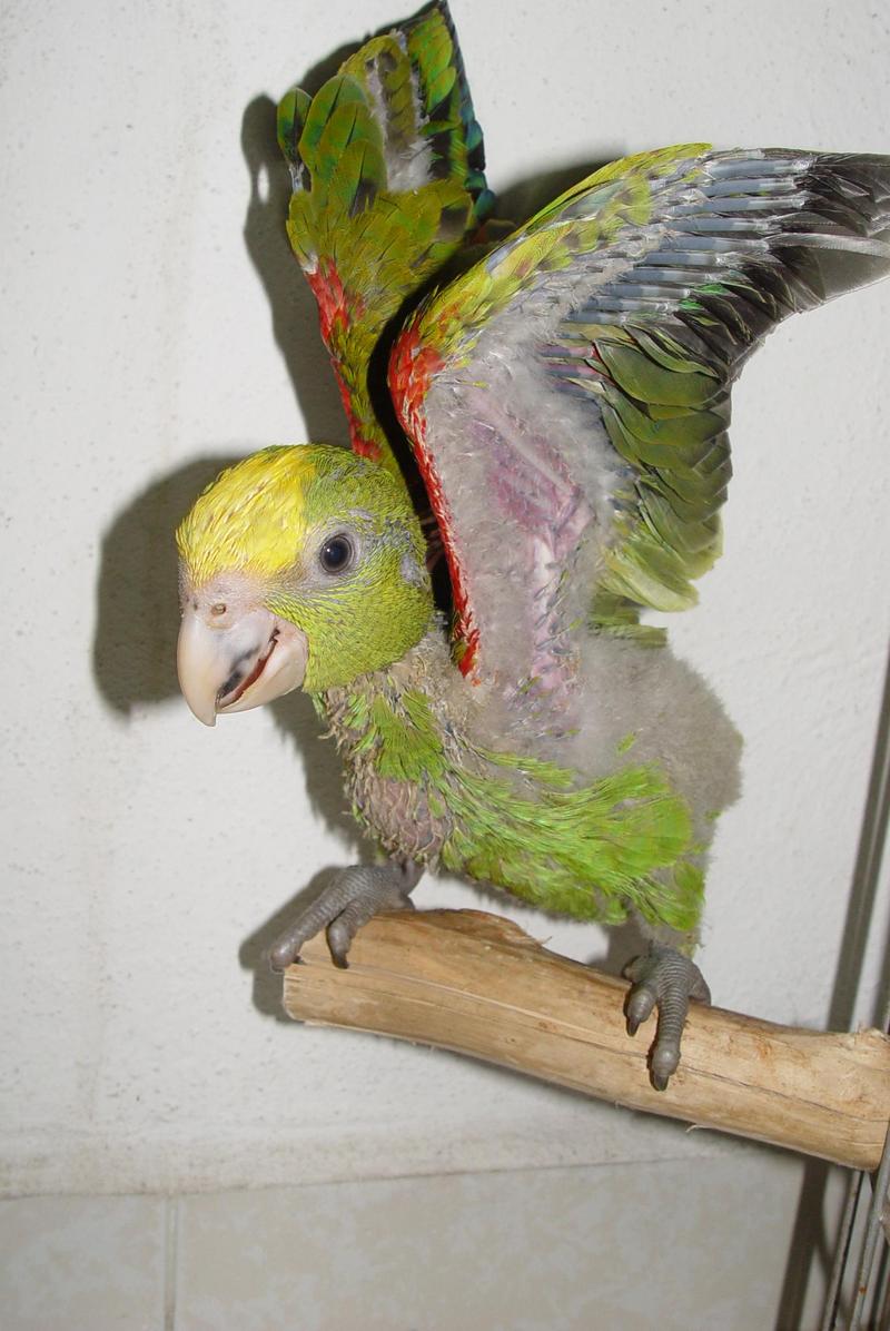 Double head amazone four weeks old.; DISPLAY FULL IMAGE.