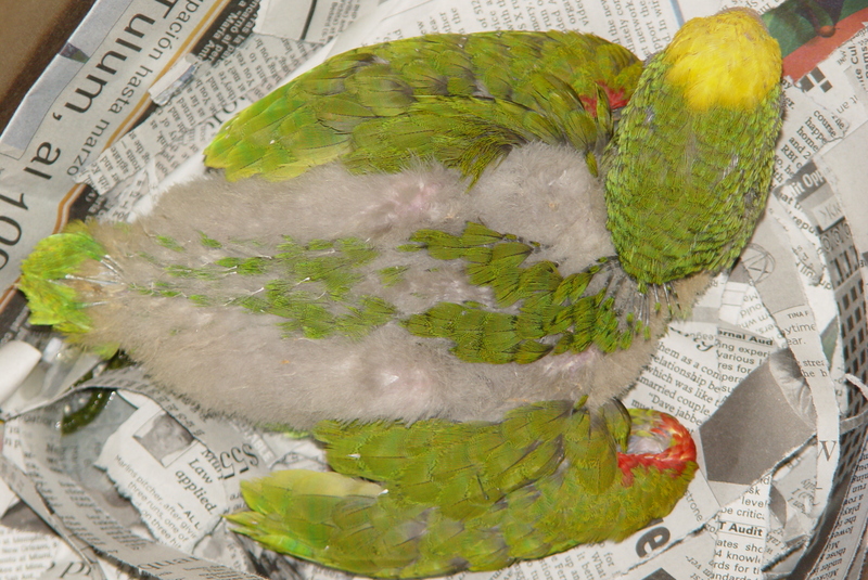double head amazone five weeks old.; DISPLAY FULL IMAGE.
