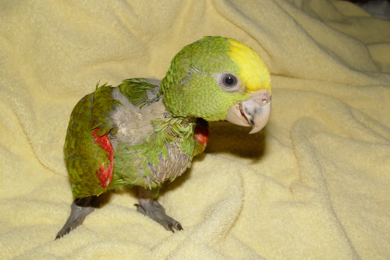 double head amazone five weeks old.; DISPLAY FULL IMAGE.