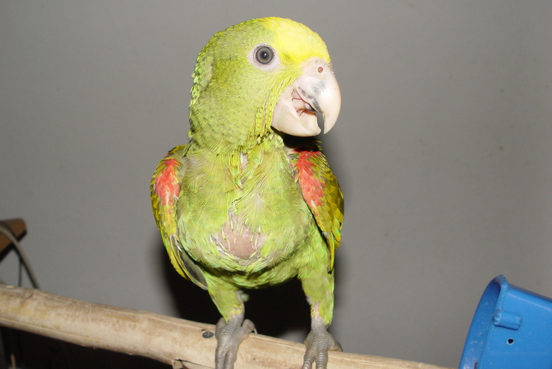 double head amazon  seven weeks old.; DISPLAY FULL IMAGE.