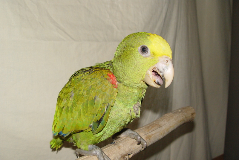 double head amazon  seven weeks old.; DISPLAY FULL IMAGE.