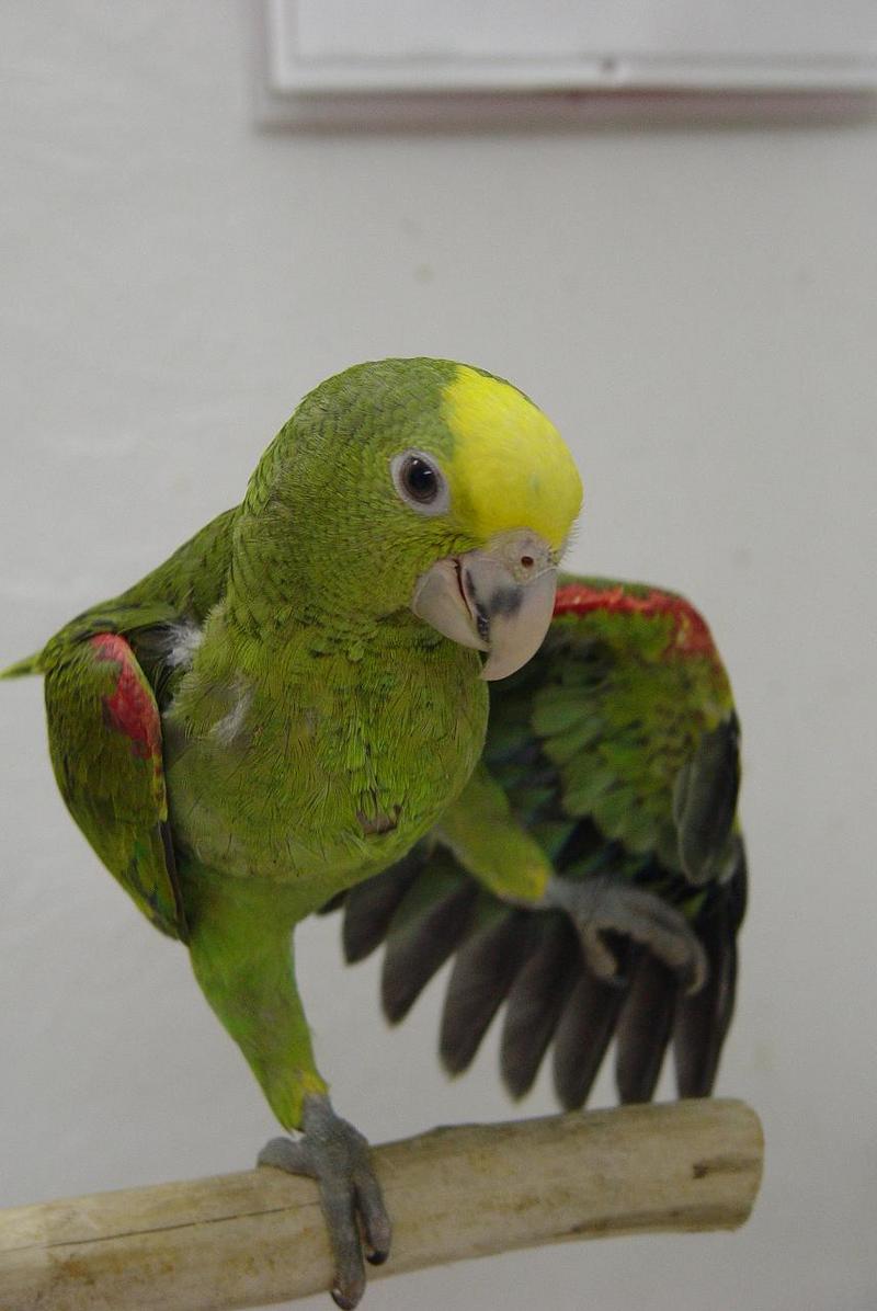 double head amazon  8 weeks old.; DISPLAY FULL IMAGE.