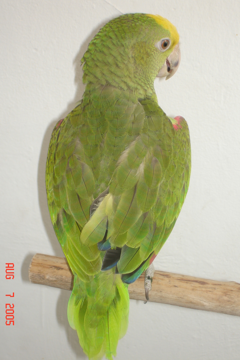 double head amazon 9 weeks old.; DISPLAY FULL IMAGE.