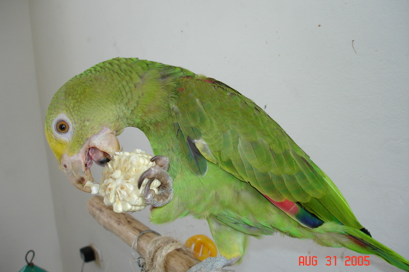 double head amazon 3 months old.; DISPLAY FULL IMAGE.