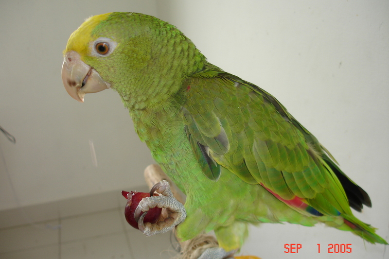double head amazon 3 months old.; DISPLAY FULL IMAGE.