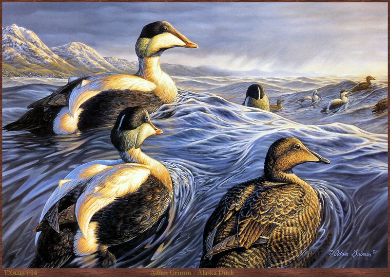 TXscan_14_Adam_Grimm-Alaska_Duck.jpg; DISPLAY FULL IMAGE.