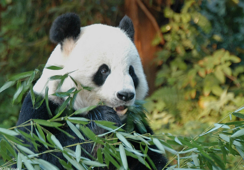 Giant Panda (Ailuropoda melanoleuca); DISPLAY FULL IMAGE.