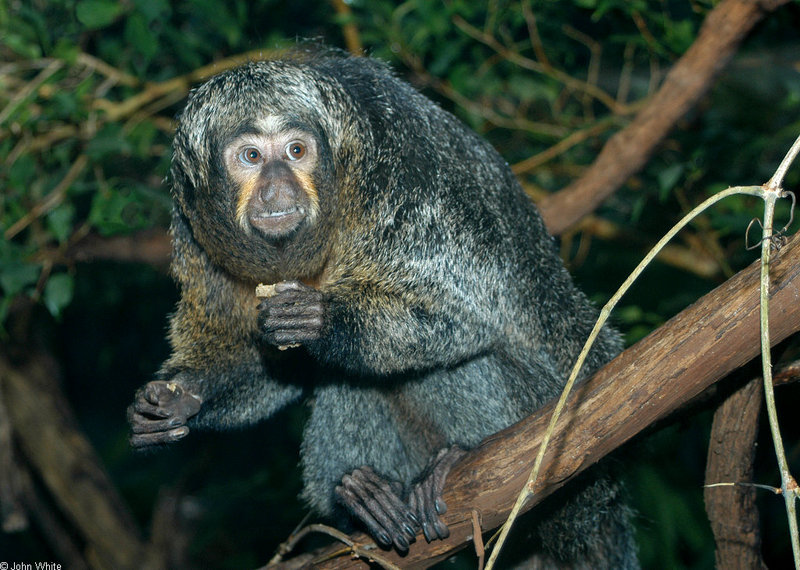 Female Pale-headed Saki (Pithecia pithecia); DISPLAY FULL IMAGE.