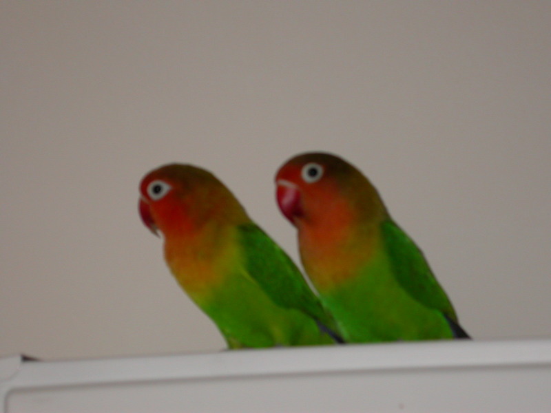 lovebirds; DISPLAY FULL IMAGE.