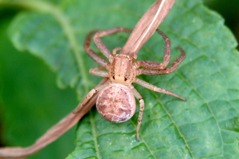 Crab Spider (species unknown) {!--게거미 종류-->; DISPLAY FULL IMAGE.