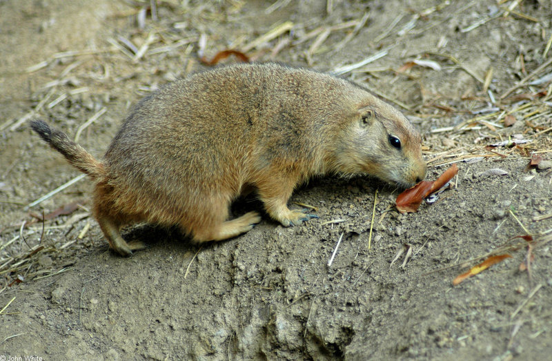 Black-tailed Prairie Dog (Cynomys ludovicianus); DISPLAY FULL IMAGE.