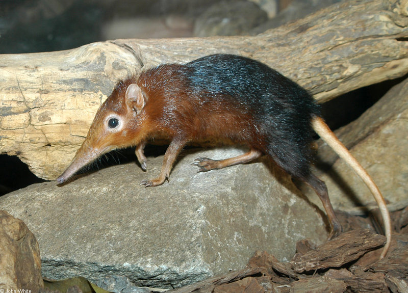 Giant Elephant Shrew (Rhynchocyon petersi); DISPLAY FULL IMAGE.