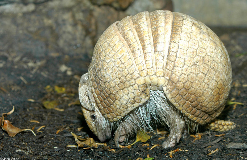 La Plata Three-banded Armadillo (Tolypeutes matacus); DISPLAY FULL IMAGE.