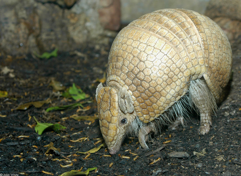 La Plata Three-banded Armadillo (Tolypeutes matacus); DISPLAY FULL IMAGE.