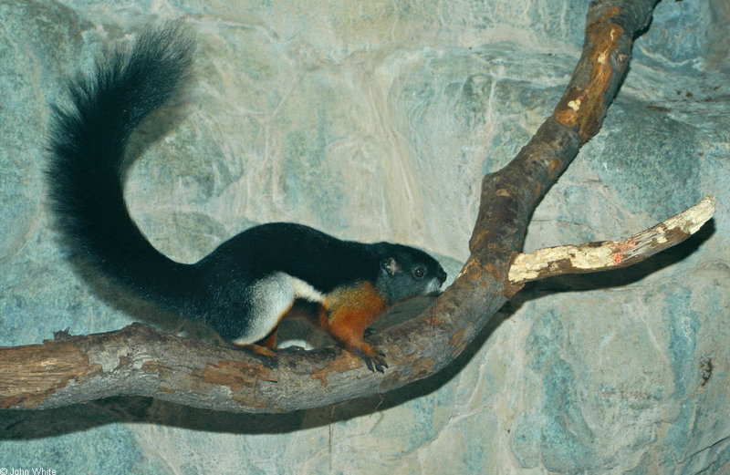 Prevost's Squirrel (Callosciurus prevosti); DISPLAY FULL IMAGE.