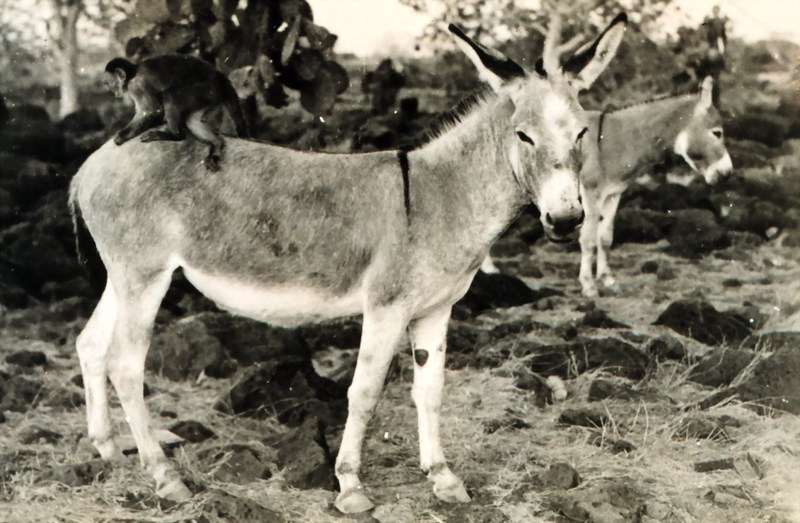 Monkey & Donkey, Galapagos Islands, 1945; DISPLAY FULL IMAGE.