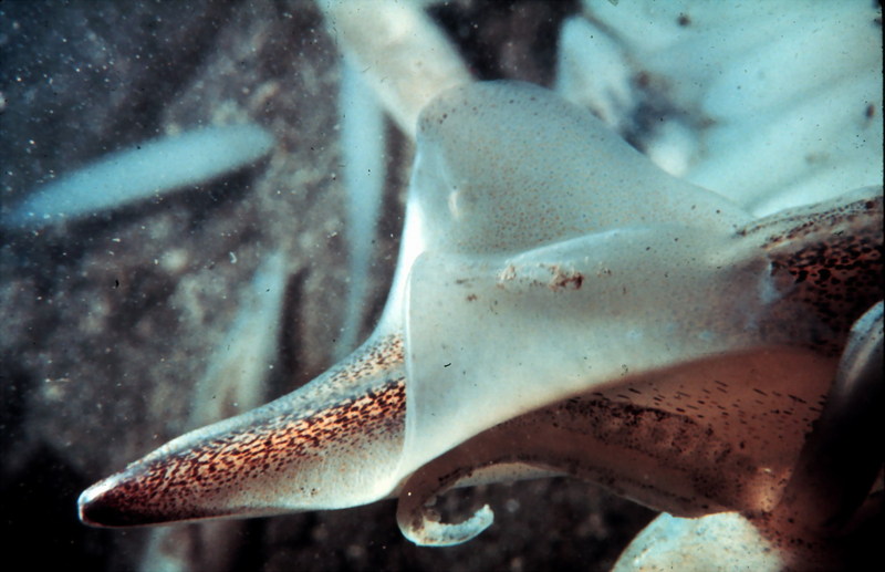 Squid's tail {!--오징어류 꼬리지느러미-->; DISPLAY FULL IMAGE.