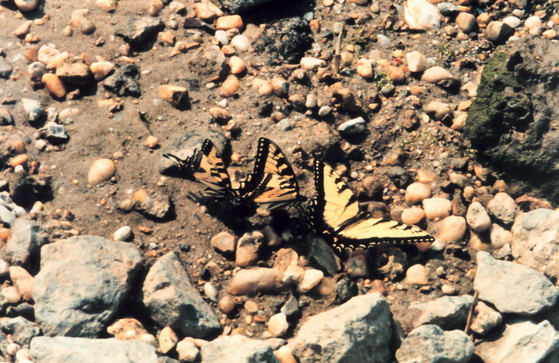 Tiger Swallowtail Butterfly (Papilio sp.) {!--호랑나비과(북아메리카)-->; DISPLAY FULL IMAGE.