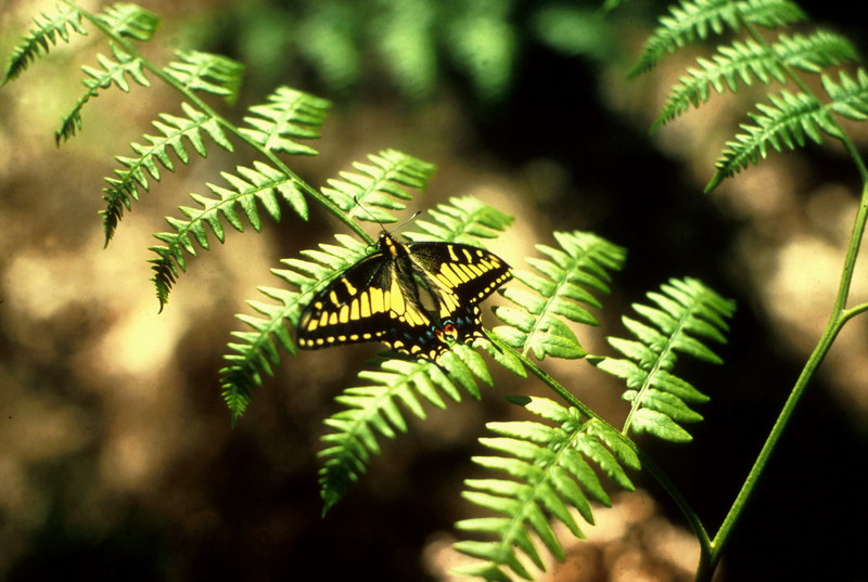 Swallowtail Butterfly (Papilionidae) {!--호랑나비과(북아메리카)-->; DISPLAY FULL IMAGE.