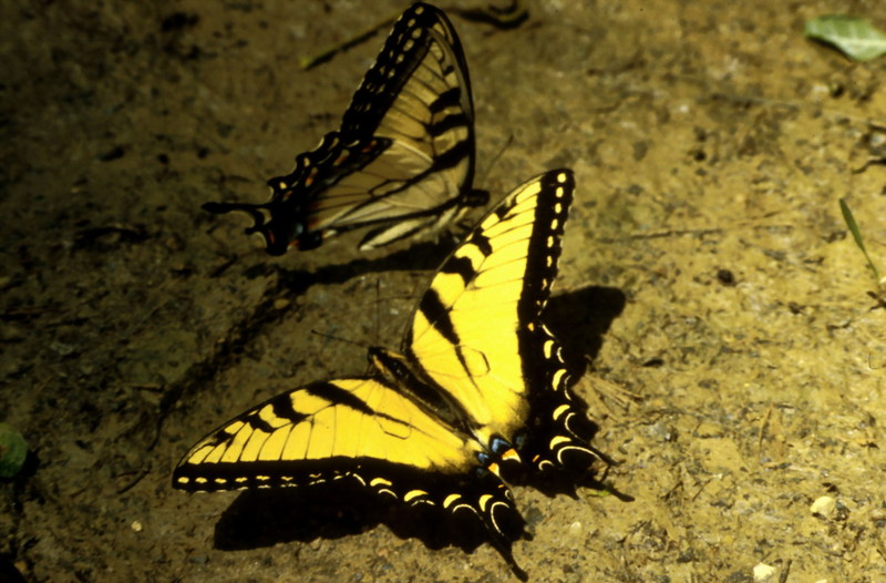 Tiger Swallowtail Butterfly (Papilio sp.) {!--호랑나비과(북아메리카)-->; DISPLAY FULL IMAGE.